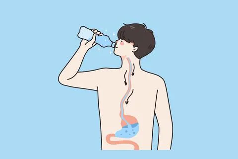 Digestive system and drinking water concept. Stock Illustration