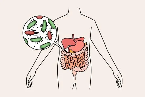 Digestive system and intestines concept. 스톡 일러스트