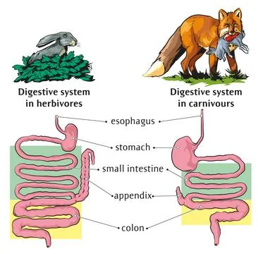 Digestive system-animals Stock Illustration