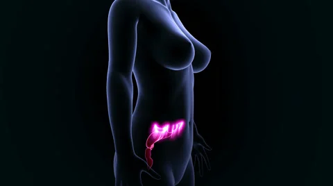 Digestive System animation Stock Footage