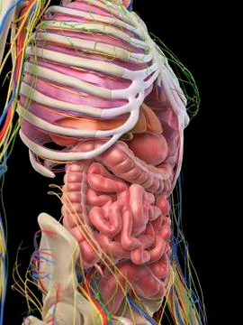 Digestive system, artwork Stock Illustration