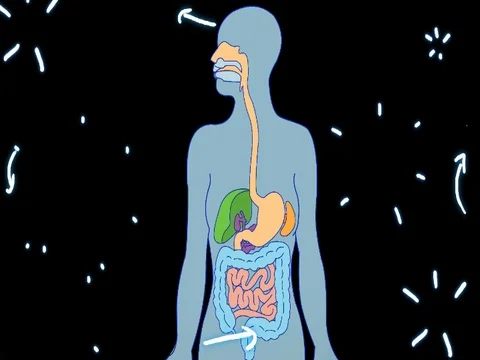 Digestive System black color - hand-drawn - animation - SD Stock Footage 76512140