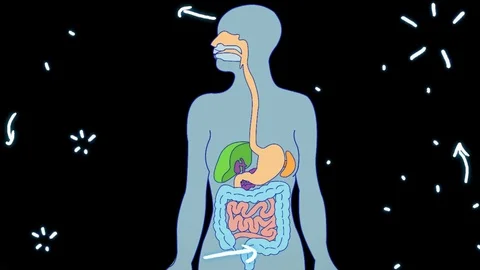 Digestive System black color - hand-drawn - animation Stock Footage 76512343