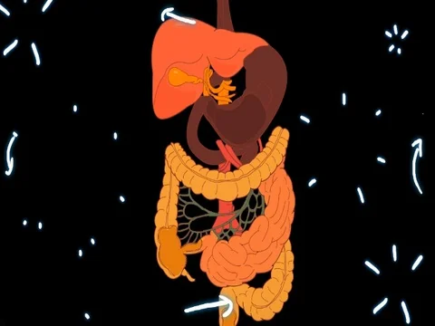 Digestive System black - hand-drawn - animation - SD Stock Footage 76512142