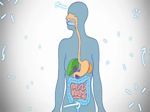 Digestive System blue color - hand-drawn - animation - SD Stock Footage