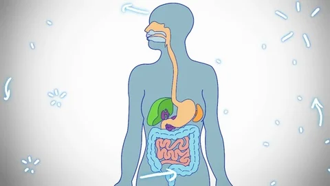Digestive System blue color - hand-drawn - animation Stock Footage