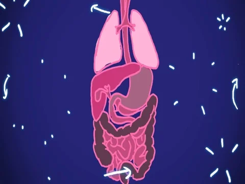 Digestive System blue shade - hand-drawn - animation - SD Stock Footage 76512205