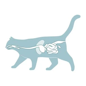 Digestive system of the cat vector illustration Illustrazione stock