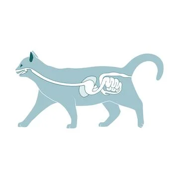 Digestive system of the cat vector illustration Stock Illustration