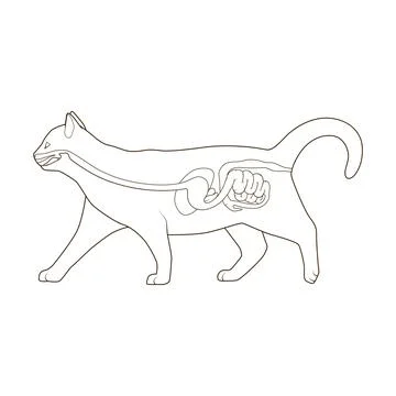 Digestive system of the cat vector illustration Stock Illustration