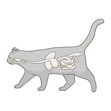 Digestive system of the cat vector illustration Stock Illustration