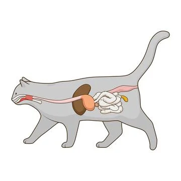 Digestive system of the cat vector illustration Stock Illustration