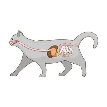Digestive system of the cat vector illustration Stock Illustration