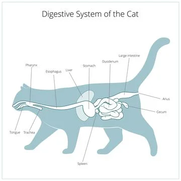 Digestive system of the cat vector illustration Stock Illustration