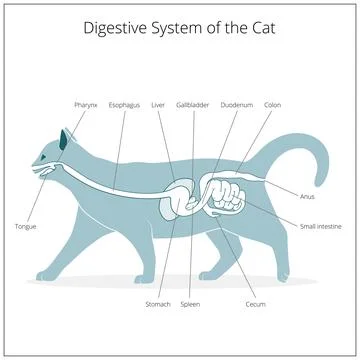Digestive system of the cat vector illustration Stock Illustration