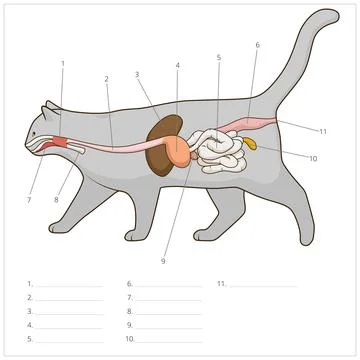 Digestive system of the cat vector illustration Stock Illustration