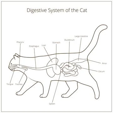 Digestive system of the cat vector illustration Stock Illustration