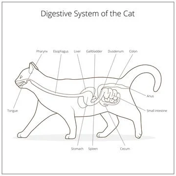 Digestive system of the cat vector illustration Illustrazione stock