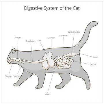Digestive system of the cat vector illustration Stock Illustration
