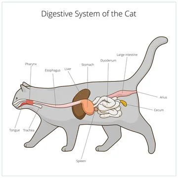 Digestive system of the cat vector illustration Stock Illustration