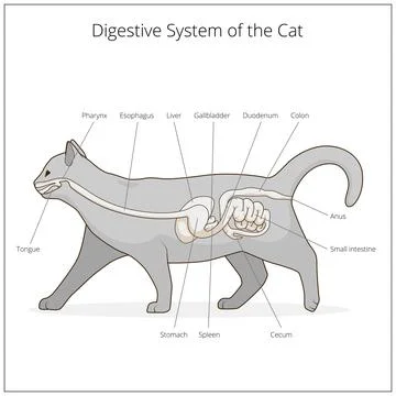 Digestive system of the cat vector illustration Stock Illustration