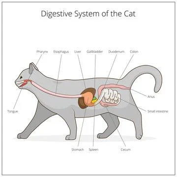 Digestive system of the cat vector illustration Stock Illustration