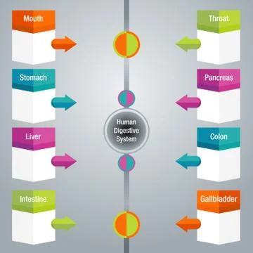 Digestive System Chart Icon Stock Illustration