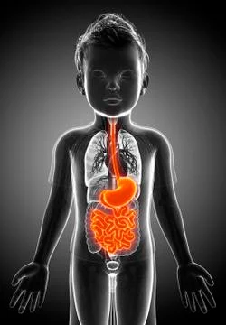 Digestive system of a child, illustration Stock Illustration