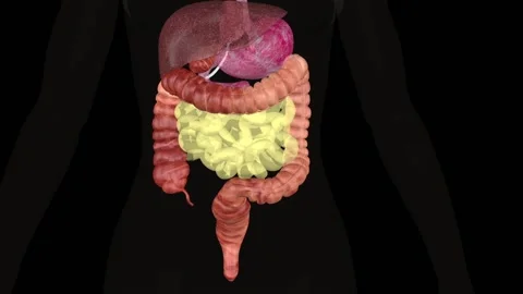 Digestive system Colon anatomy-Human Anatomy Stock Footage 149304759