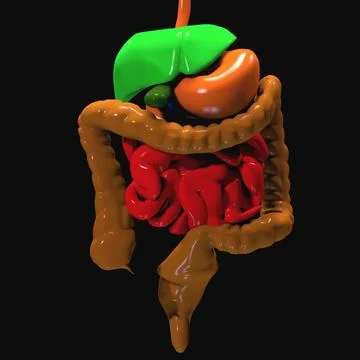 Digestive System Color 3D Model
