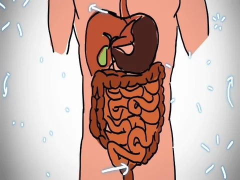 Digestive System color - hand-drawn - animation - SD Stock Footage 76512256