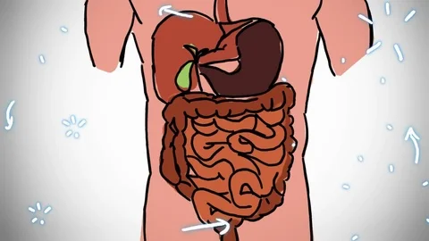 Digestive System color - hand-drawn - animation Stock Footage 76512467