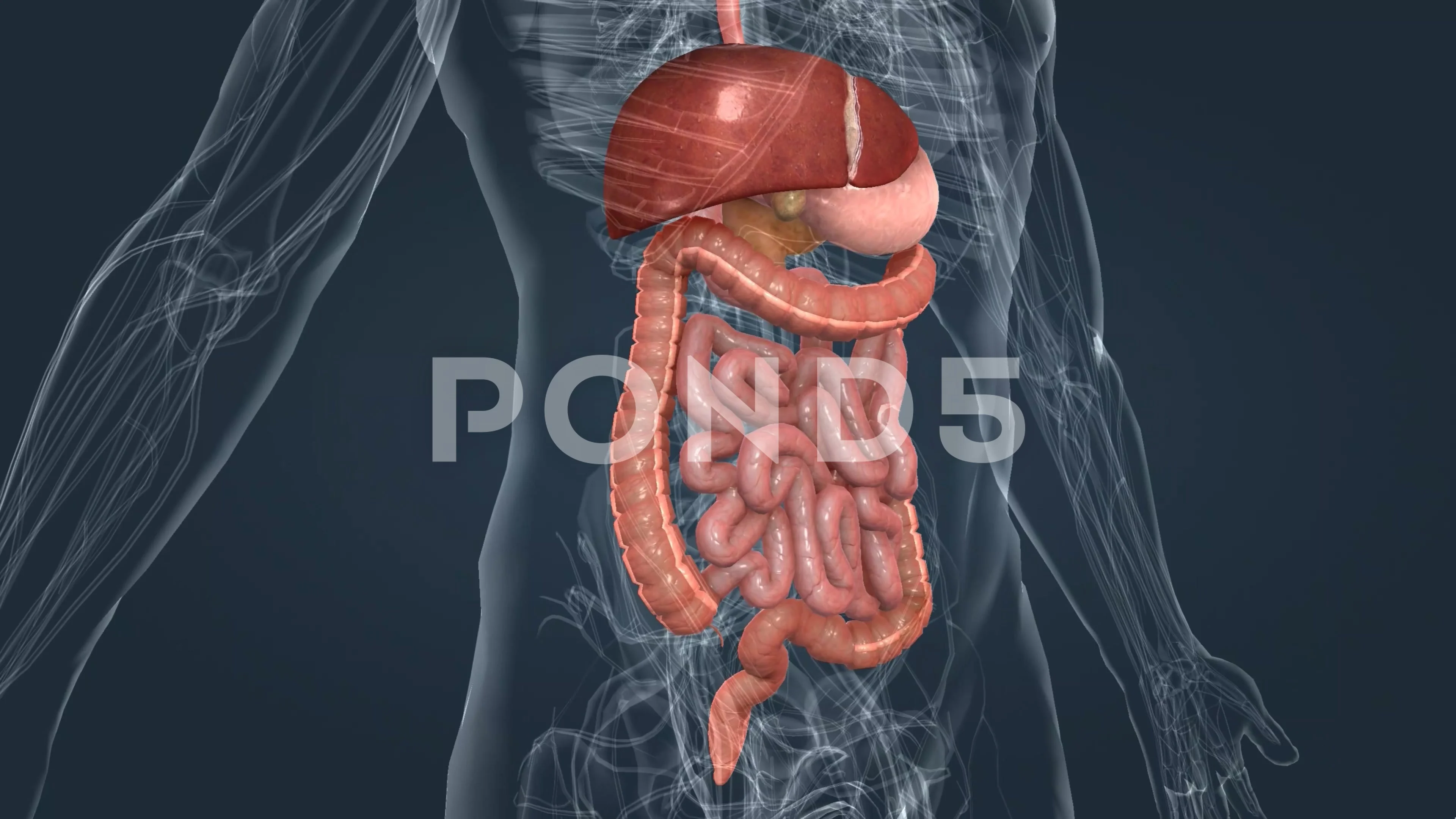Digestive System Stock Video Footage | Royalty Free Digestive System Videos  | Pond5