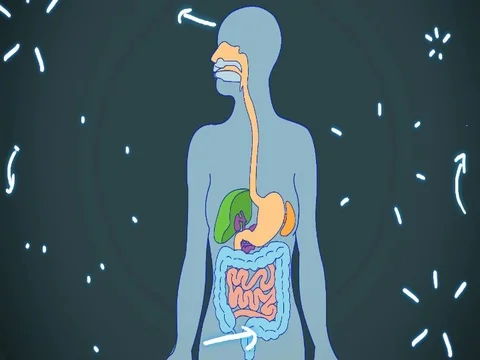 Digestive System dark blue color - hand-drawn - animation - SD Stock Footage 76512145