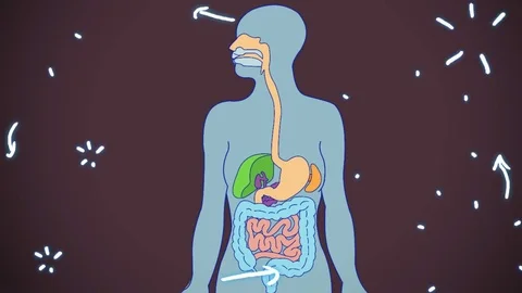 Digestive System dark pink color - hand-drawn - animation Stock Footage 76512352