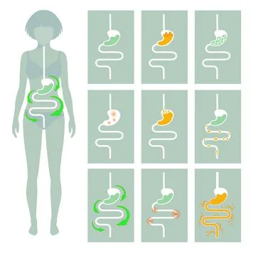 Digestive system, digestion pain Stock Illustration