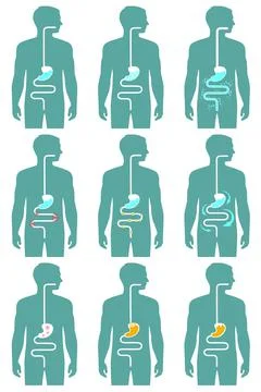 Digestive system, digestion pain Stock Illustration
