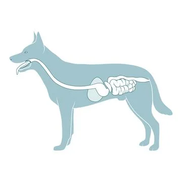 Digestive system of the dog vector illustration Stock Illustration