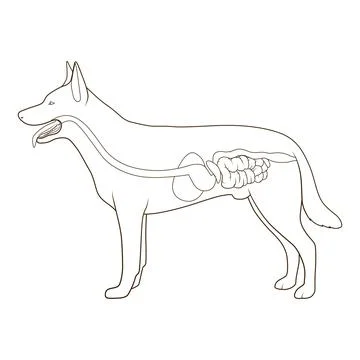 Digestive system of the dog vector illustration Stock Illustration