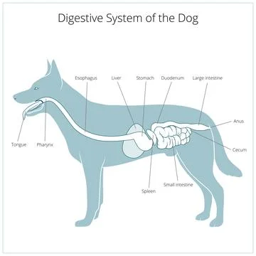 Digestive system of the dog vector illustration Stock Illustration