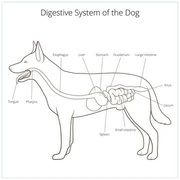 Digestive system of the dog vector illustration Stock Illustration