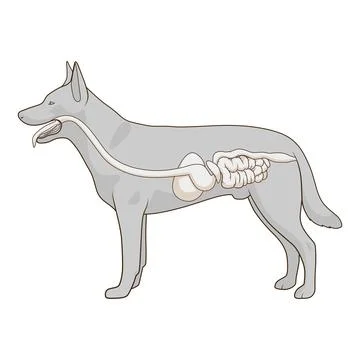 Digestive system of the dog vector illustration Stock Illustration