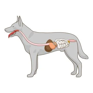 Digestive system of the dog vector illustration Stock Illustration