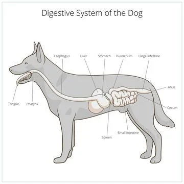 Digestive system of the dog vector illustration Stock Illustration