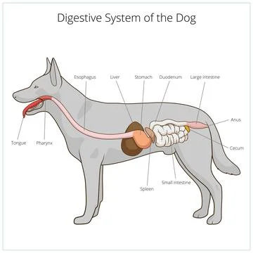 Digestive system of the dog vector illustration Stock Illustration