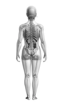 Digestive system of female Stock Illustration