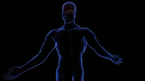 Digestive System Stock-Footage 21893222