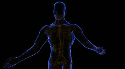 Digestive System Stock-Footage 21893299