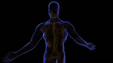 Digestive System Stock-Footage 21893302