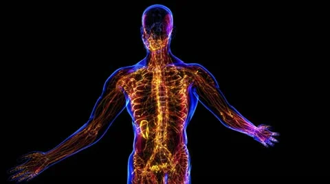 Digestive System Stock-Footage 21893307